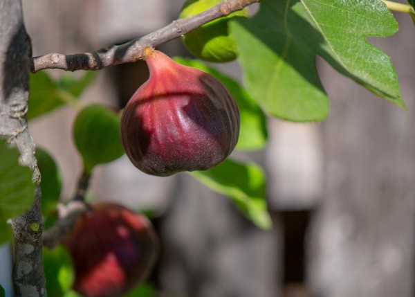 Feigenbaum, Ficus carica Brown Turkey